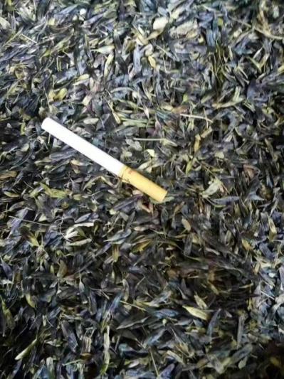 新货板蓝根种子种籽，小叶高产品种，手工采摘，基地直销，大货供应，批发零售，质优价廉，量大价优。出芽率98%