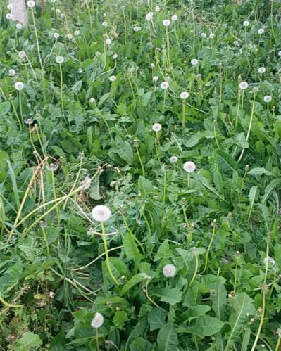 野生全草大苗蒲公英