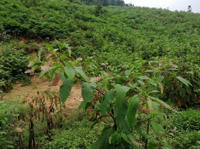 大量野生商陆
