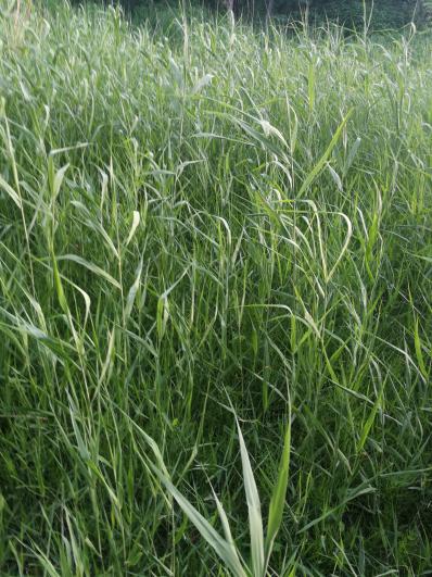 大量供应芦根：芦茅根、苇根、芦菰根、顺江龙、水蓈蔃、芦柴根、芦通、苇子根、芦芽根、甜梗子、芦头