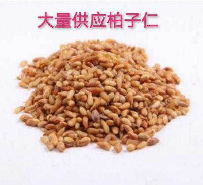 大量供应柏子仁；柏实、柏子、柏仁、侧柏子