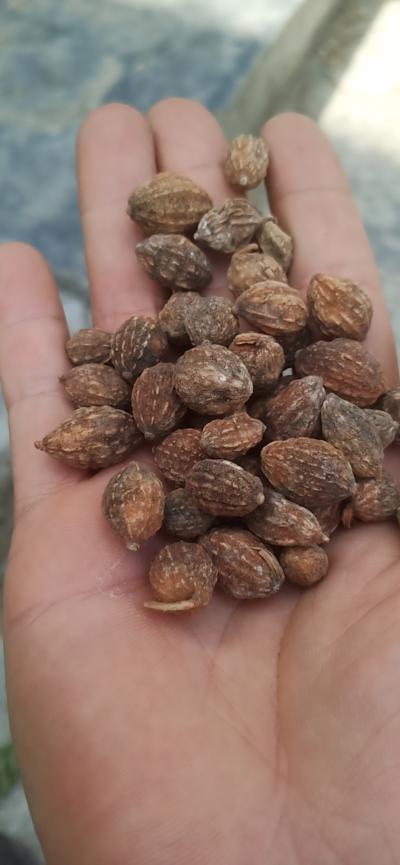 益智仁大量有货，今年新货