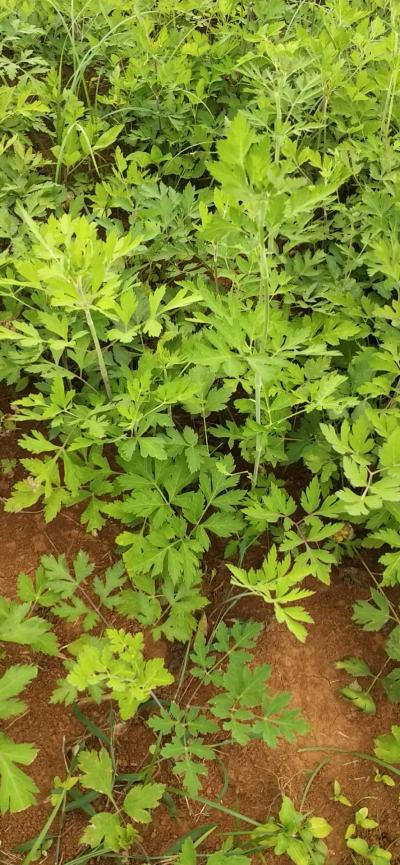 江西白花前胡产地直销，找销路