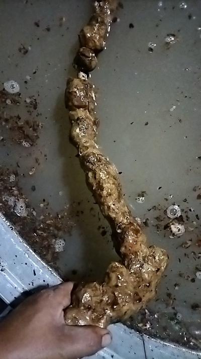 新货白肉土茯苓
