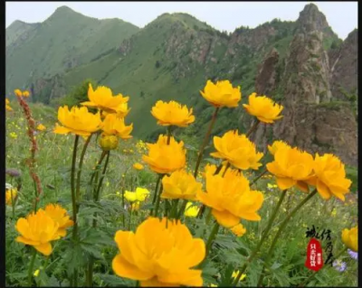 五台山金莲花大量出售