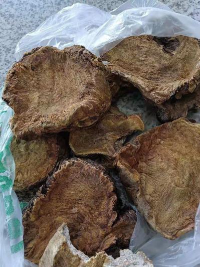 出售高含量大黄