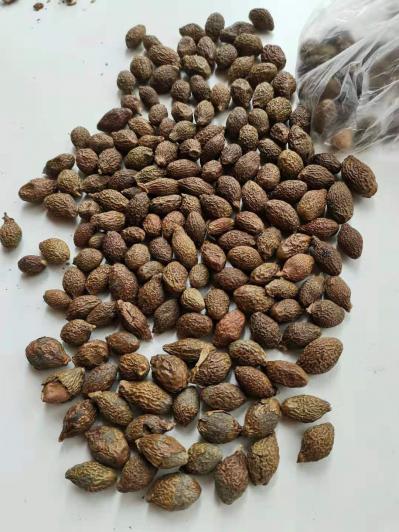 胖大海出售