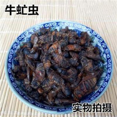 牛虻虫 黑龙江 牛虻虫 当年新货 现捉现晒