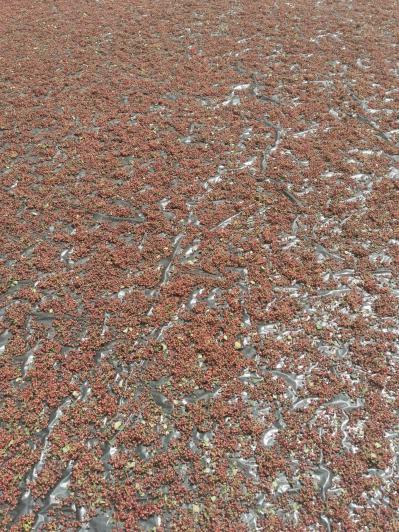 甘肃天水优质大红袍，产地直销