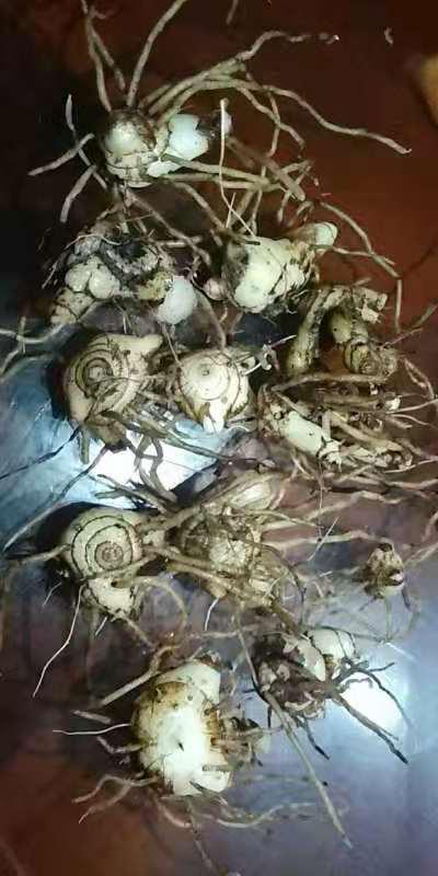 大量出售白芨