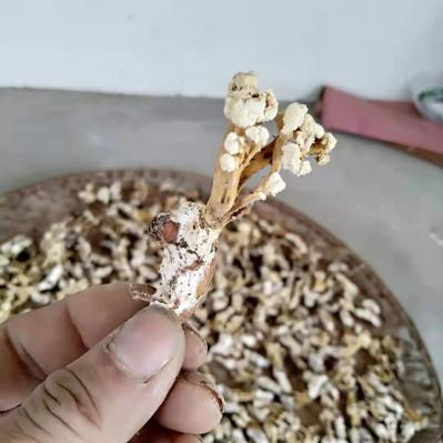 金蝉花