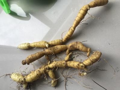供应野生黄精