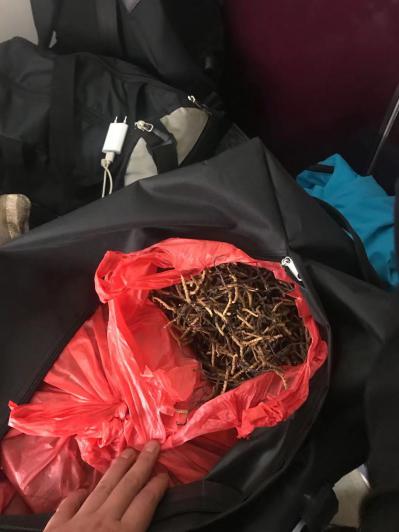 尼泊尔冬虫夏草