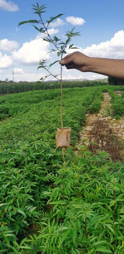 云南昭通花椒苗
