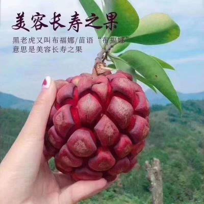 药材水果黑老虎