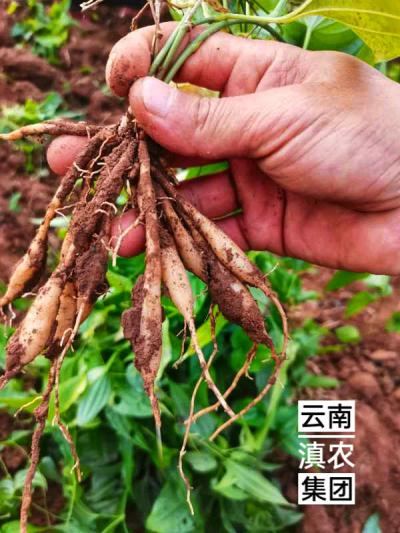 百部种苗批发_百部种植基地_厂家直销价格实惠