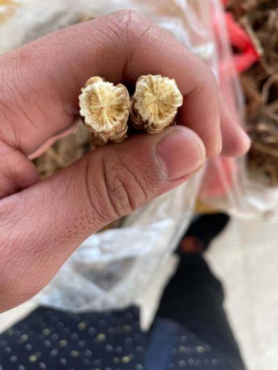 我是在黑龙江佳木斯种植防风的，大量出售，种植面积一百多亩，现货二十多吨