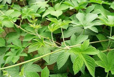 大量供应葎草