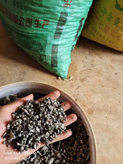 正宗樟树中花单叶蔓荆子