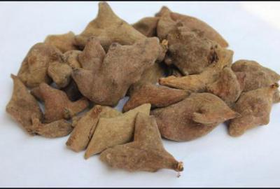 五倍子（干的）批发