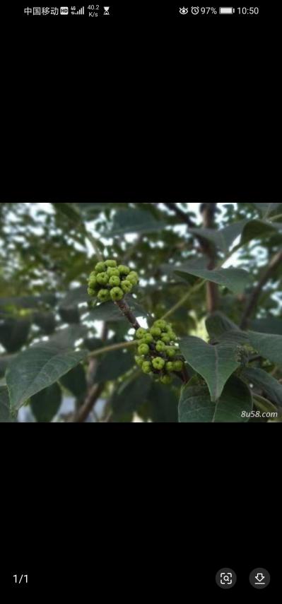 药材种植
