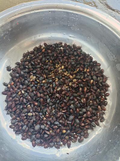 贵州九香虫需要的老板联系我发不了视频