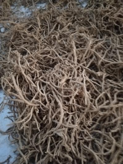 有大量远志茼。寻求收购商