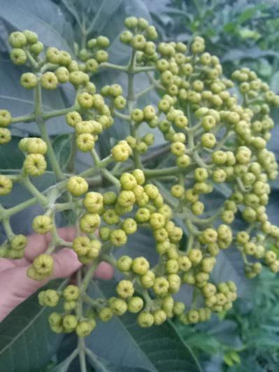 鲜货吴茱萸