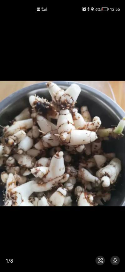 出售白芨