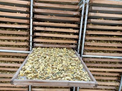 本年菊花杀青干品最新上市