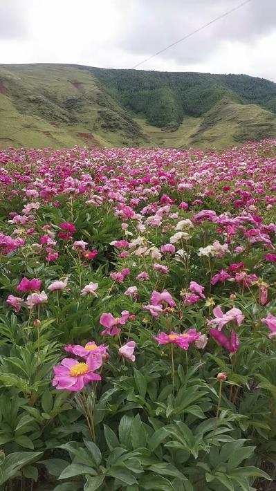 赤芍出售