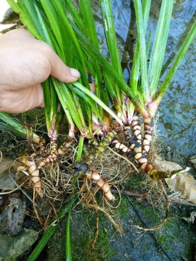 四川乐山野生石菖蒲出售