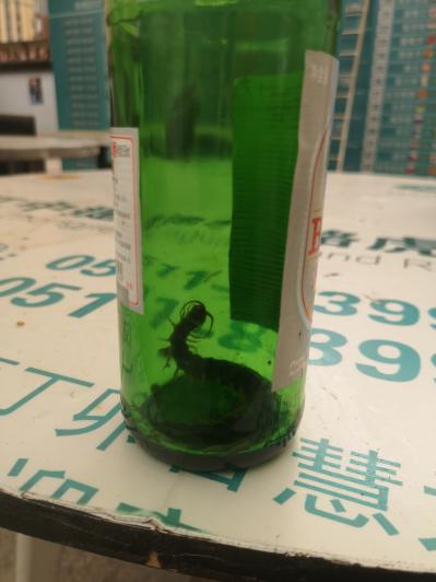 野生活蜈蚣