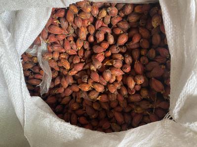 各种规格栀子
