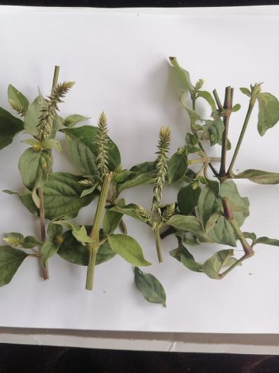 倒扣草（粗毛牛膝）