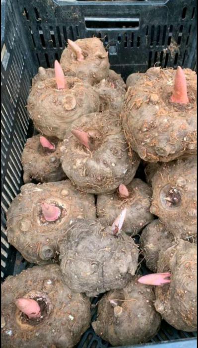 出售成品魔芋