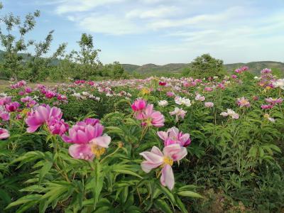 出售500公斤赤芍，生长周期五年，无农药无化肥。