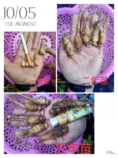 优质竹节参种苗三年苗