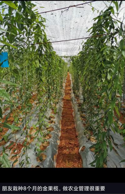 出售雌性金果榄的地下块茎（可做种、直接栽种，栽种2年后，即开花结出果实，果实鲜种目前500元每斤）。
