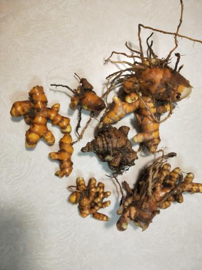 2-4年新鲜姜黄大量出售