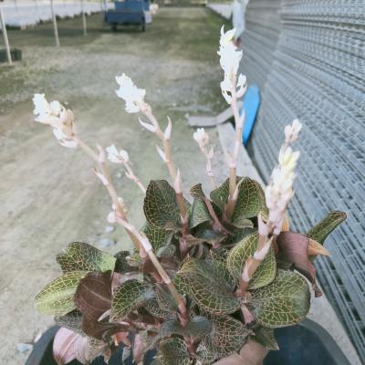 开花的金线莲