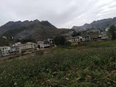 供应商：鬼针草