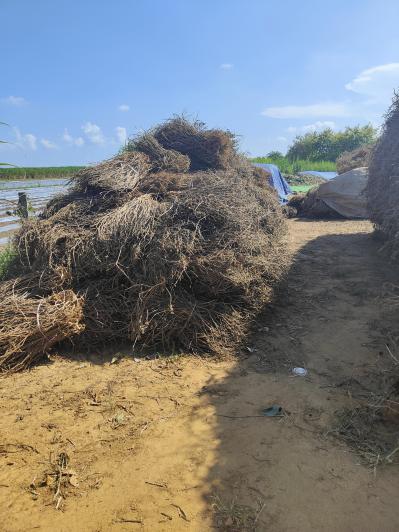 穿心莲原草、小叶、枝干，大量有货