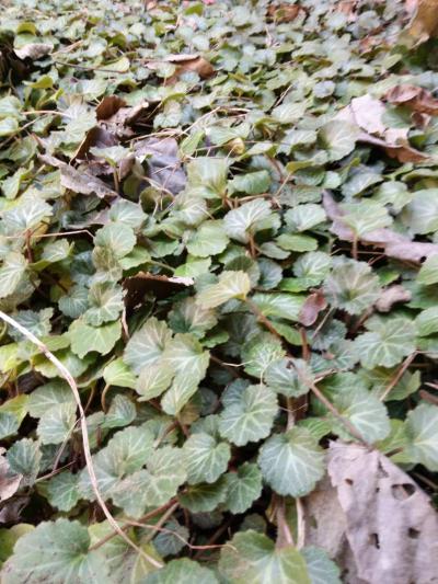 虎耳草