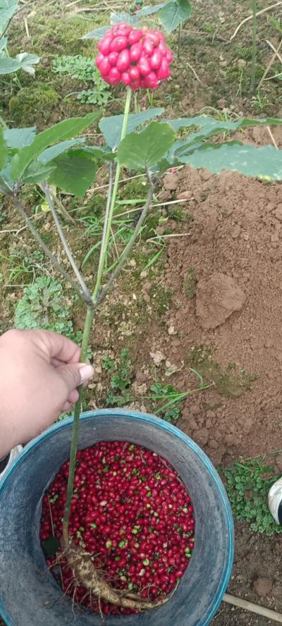 自家种植的西洋参