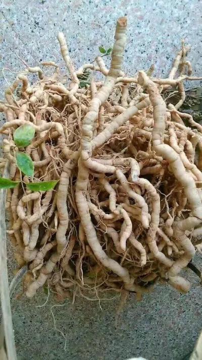 鲜货巴戟天