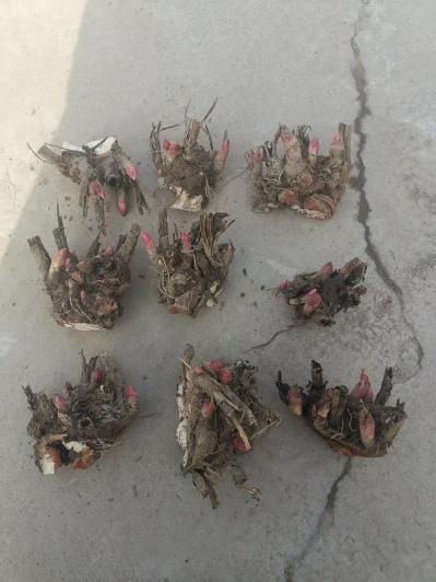 白芍芽头