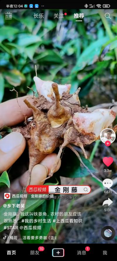 新鲜金刚藤