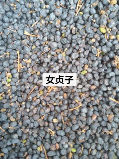 优质女贞子
