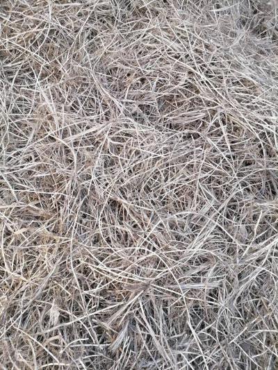 白茅草根4000斤，刚挖出来，有意请联系我